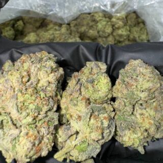 Champagne Kush Strain