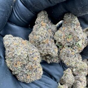 Biscotti Sherbet Strain